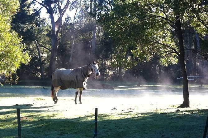 [Private Tour] Healesville Sanctuary Wildlife & Puffing Billy Steam Train - Why the private vehicle changes the day