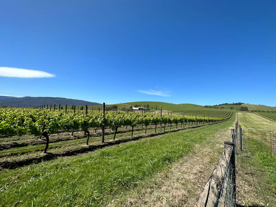 Private Tour: Yarra Valley Wine, Cheese, Gin & Chocolatrie - Chandon and the appeal of sparkling wine
