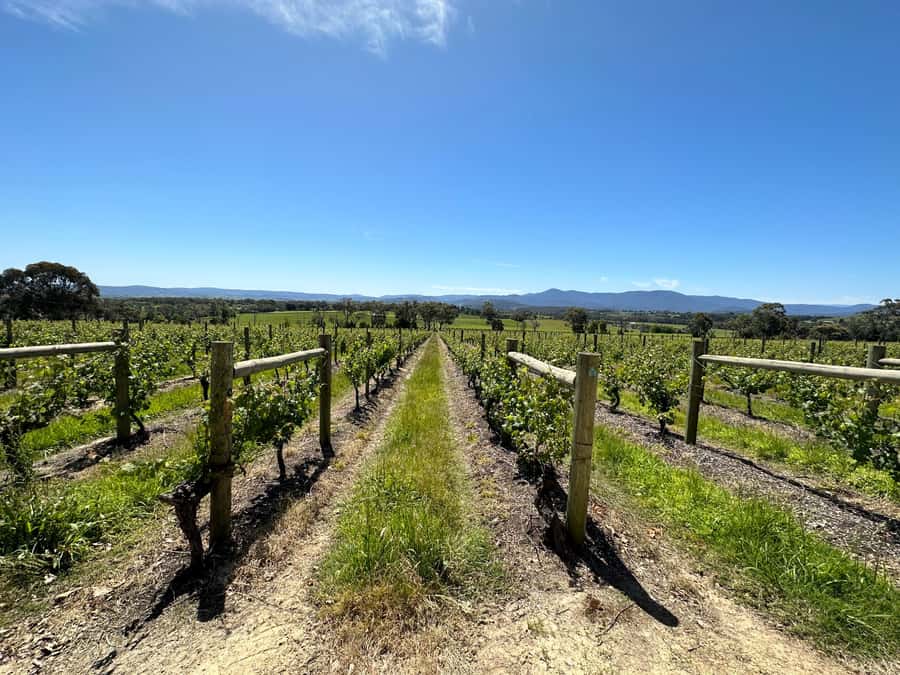 Private Tour: Yarra Valley Wine, Cheese, Gin & Chocolatrie - Is $530 good value for your group?