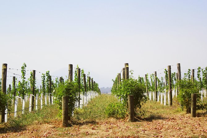 Private Tour: Yarra Valley Wineries with Wine Tastings - Four premium wineries, with room to set the pace
