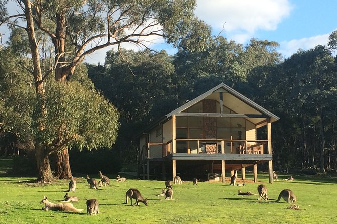[PRIVATE TOUR] Yarra Valley Winery | Day Tour - Kangaroos and useful side detours