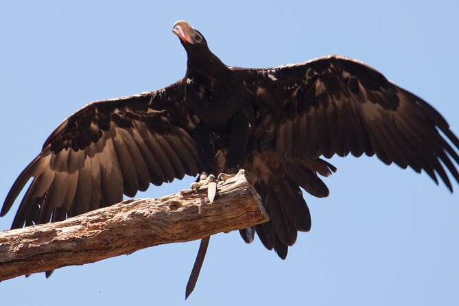 Puffing Billy And Healesville Sanctuary Scenic Tour - A slower hour around Emerald Lake
