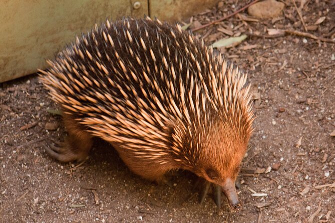 Puffing Billy And Healesville Sanctuary Scenic Tour - Three hours at Healesville Sanctuary