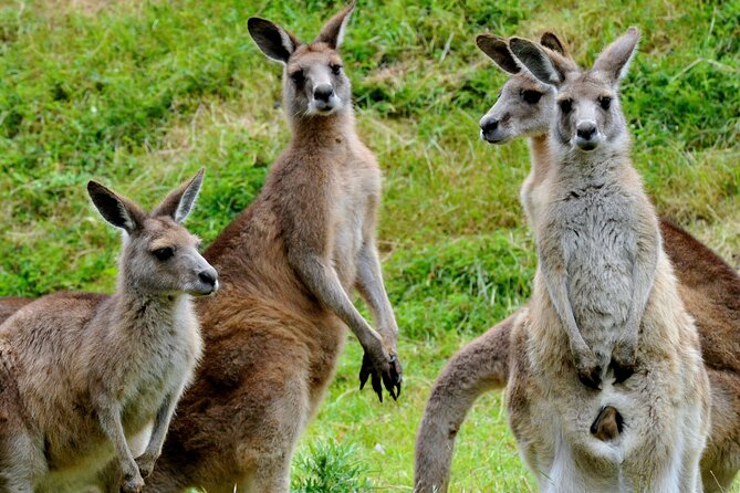 Puffing Billy And Healesville Sanctuary Scenic Tour - The Yarra Valley Chocolaterie in 30 minutes