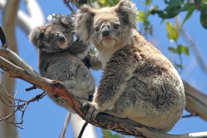 Puffing Billy And Healesville Sanctuary Scenic Tour - What the $163.53 price covers