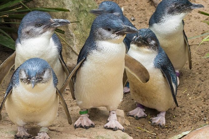 Puffing Billy And Phillip Island Penguin Parade Bus Tour - Who will enjoy this day most