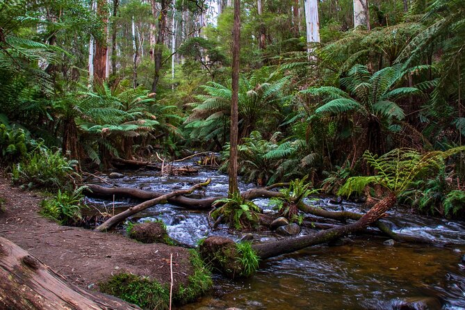 Puffing Billy, Forest Trails and Yarra Valley Discovery Tour - Is $149.90 good value?
