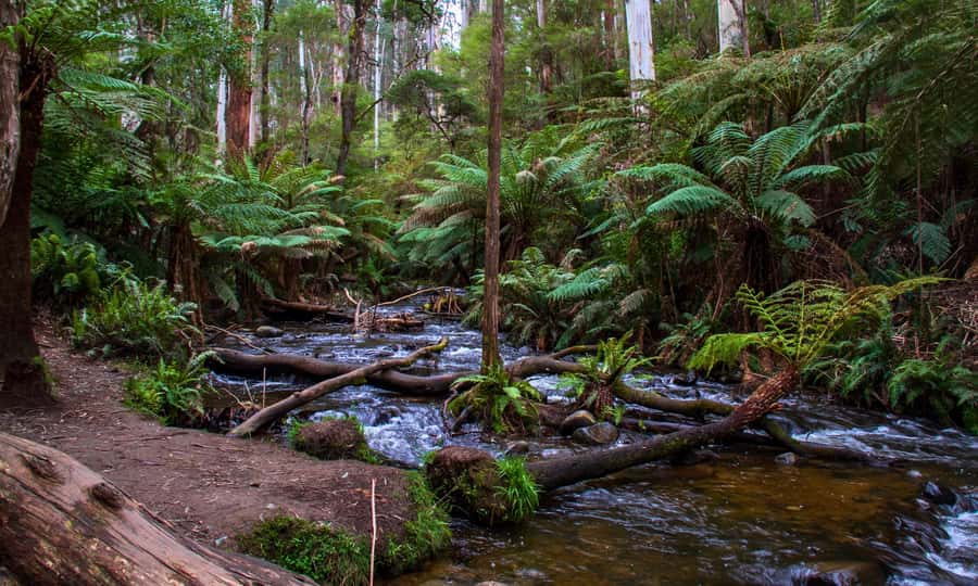 Puffing Billy, Forest Trails & Yarra Valley Discovery Tour - Puffing Billy from Belgrave to Menzies Creek