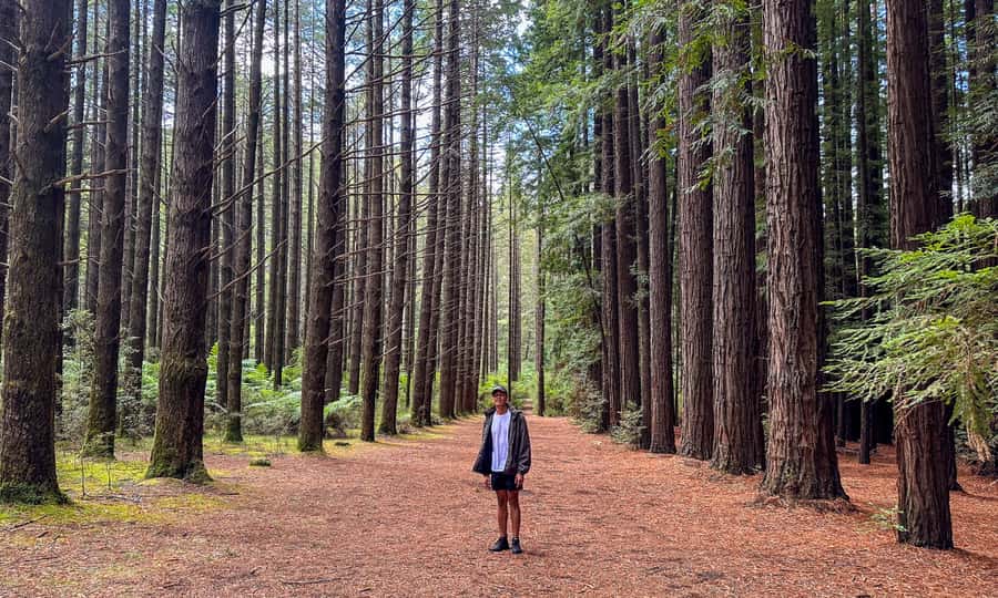 Puffing Billy, Forest Trails & Yarra Valley Discovery Tour - Walking through Cement Creek Redwood Forest