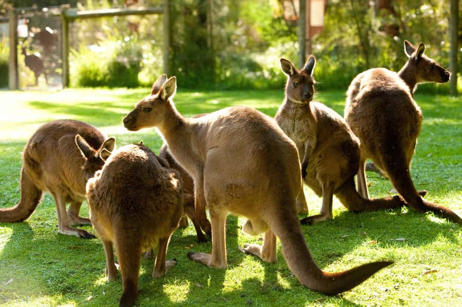 Puffing Billy, Healesville Sanctuary & Chocolatier - Is the tour good value?