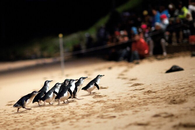 Puffing Billy Steam Train and Penguins Wildlife Tour - Is $164.25 good value?
