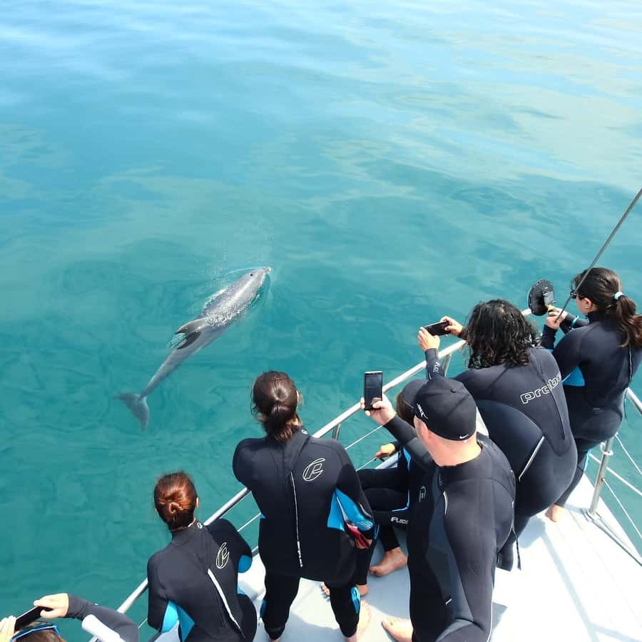 Queenscliff Harbour: 3.5hr Seal & Dolphin Snorkelling Tour - From Queenscliff Harbour into Port Phillip Bay