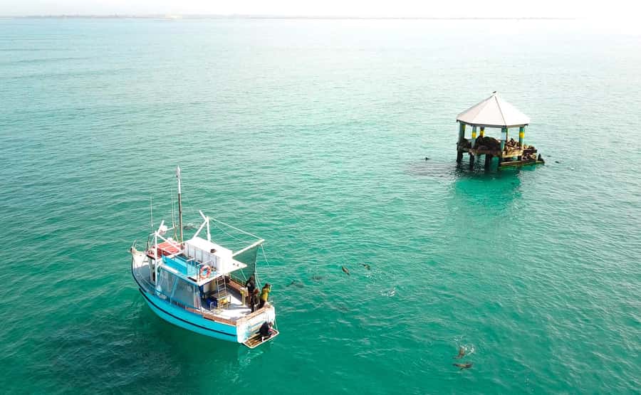 Queenscliff Harbour: 3.5hr Seal & Dolphin Snorkelling Tour - Popes Eye is the right place to begin