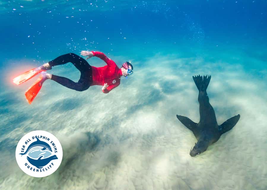 Queenscliff Harbour: 3.5hr Seal & Dolphin Snorkelling Tour - Who will enjoy this most