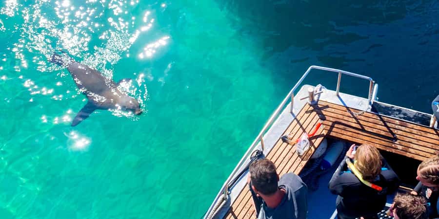 Queenscliff Harbour: 3.5hr Seal & Dolphin Snorkelling Tour - Making a day of Queenscliff