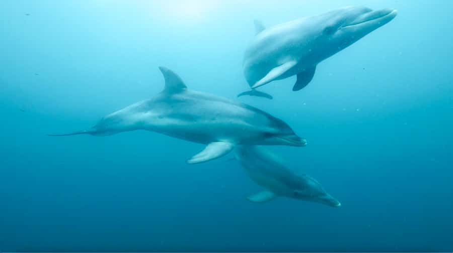 Queenscliff Harbour: 3.5hr Seal & Dolphin Snorkelling Tour - Chinaman’s Hat brings the main wildlife encounter