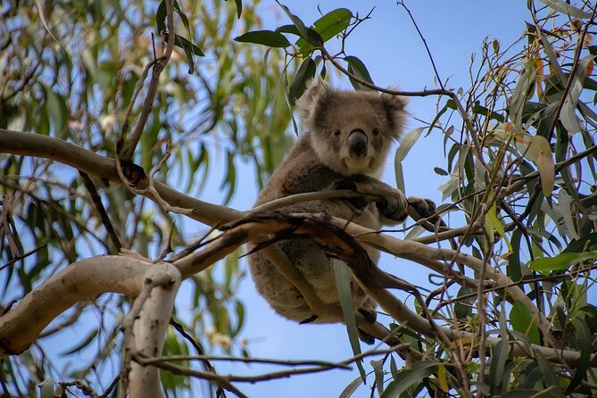 Reimagined Great Ocean Road 1-Day Tour from Melbourne - A short look into Great Otway National Park