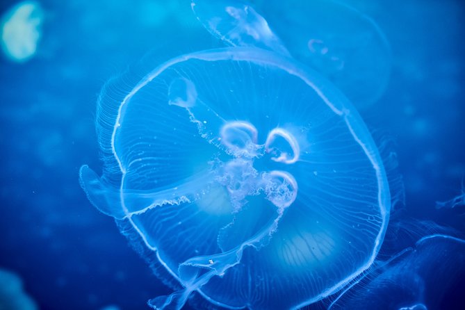 SEA LIFE Melbourne Aquarium Admission Ticket - Key points at a glance