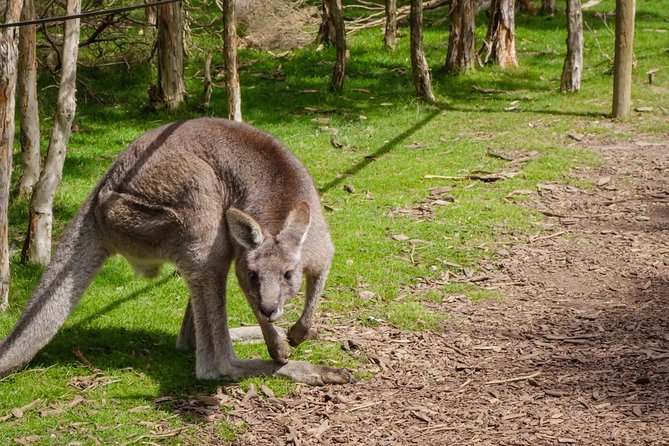 Shore Excursion Melbourne, Sights, Kangaroos, Koalas Lunch & Wine - Moonlit Sanctuary: the day’s strongest stop