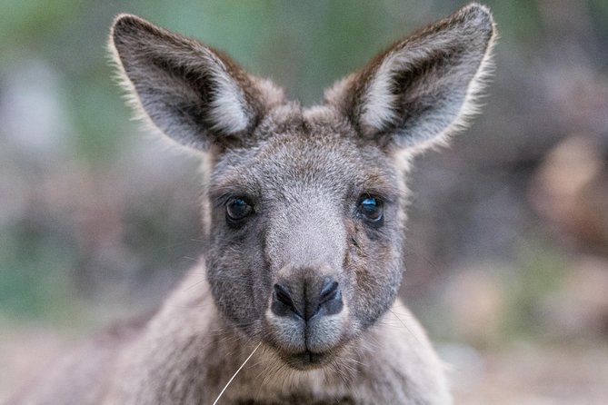 Small-Group Grampians Great Wildlife Escape Day Trip with Hiking - A 7:30am start from Melbourne