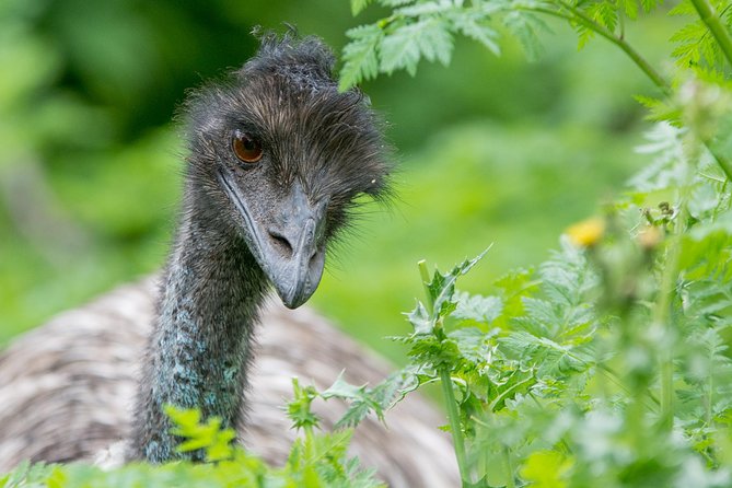 Small-Group Grampians Great Wildlife Escape Day Trip with Hiking - Lunch in Halls Gap and dinner on the road