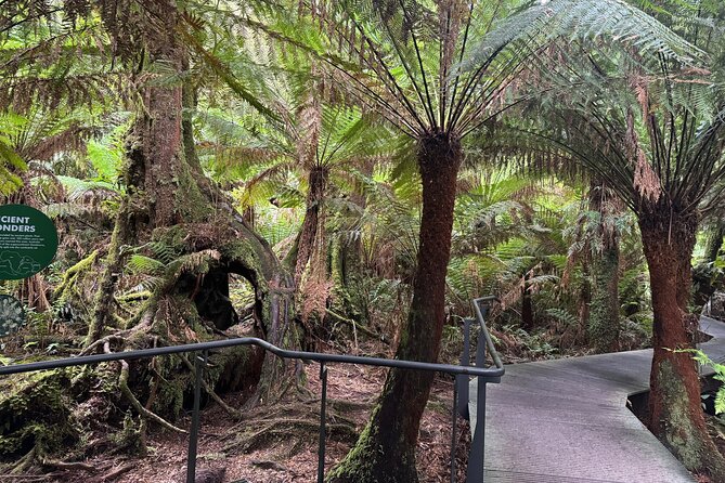 Small group Great Ocean Road Reverse & Wildlife spotting - Maits Rest adds a rainforest walk