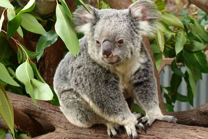 Small-Group Murray River Adventure - Paddle Steamer & Wildlife - Kyabram Fauna Park brings the wildlife into focus