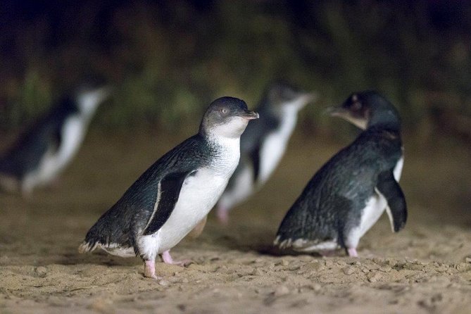 Small-Group Phillip Island Afternoon Day Trip from Melbourne - Moonlit Sanctuary is more than a quick animal stop