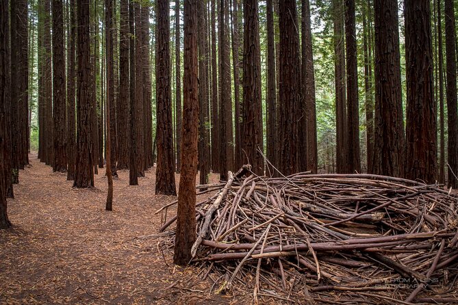 Small Group Yarra Valley: Redwoods Forest & Premium Wine Tour - Key points at a glance