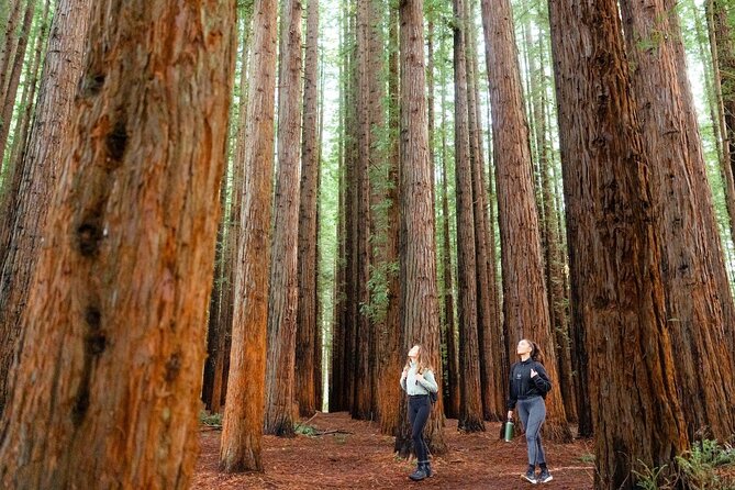 Small Group Yarra Valley: Redwoods Forest & Premium Wine Tour - Walking beneath the Yarra Valley Redwoods