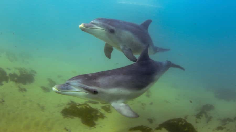 Sorrento: Dolphins & Seals Snorkeling Cruise w/ Lunch - Starting at Sorrento Pier