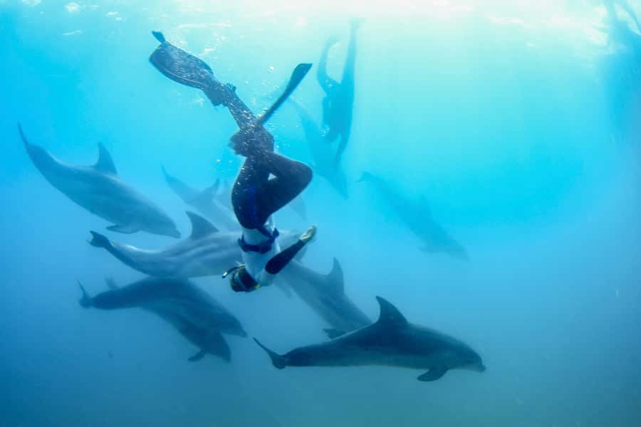 Sorrento: Dolphins & Seals Snorkeling Cruise w/ Lunch - Cruising into Port Phillip Bay