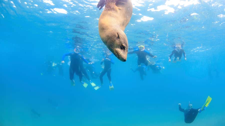 Sorrento: Dolphins & Seals Snorkeling Cruise w/ Lunch - What the $148 price really covers