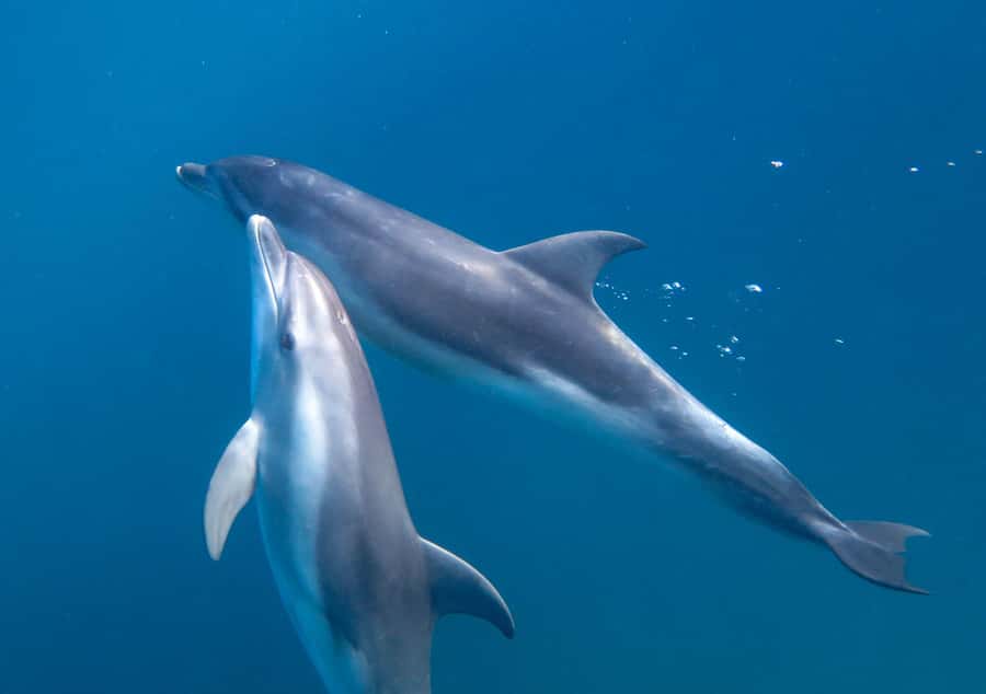 Sorrento: Dolphins & Seals Snorkeling Cruise w/ Lunch - The main strengths and limits
