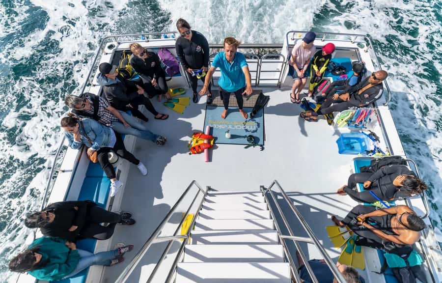Sorrento: Dolphins & Seals Snorkeling Cruise w/ Lunch - Should you book the Moonraker dolphin cruise?