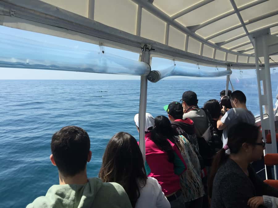 Sorrento,Mornington Peninsula: Wildlife & Sightseeing Cruise - From Sorrento Pier into Southern Port Phillip Bay