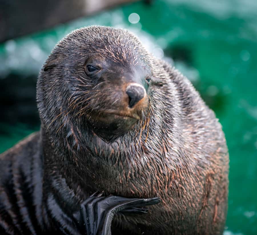 Sorrento,Mornington Peninsula: Wildlife & Sightseeing Cruise - A boat designed for looking around