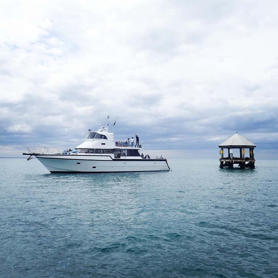 Sorrento,Mornington Peninsula: Wildlife & Sightseeing Cruise - Seabirds and the Australasian gannet colony