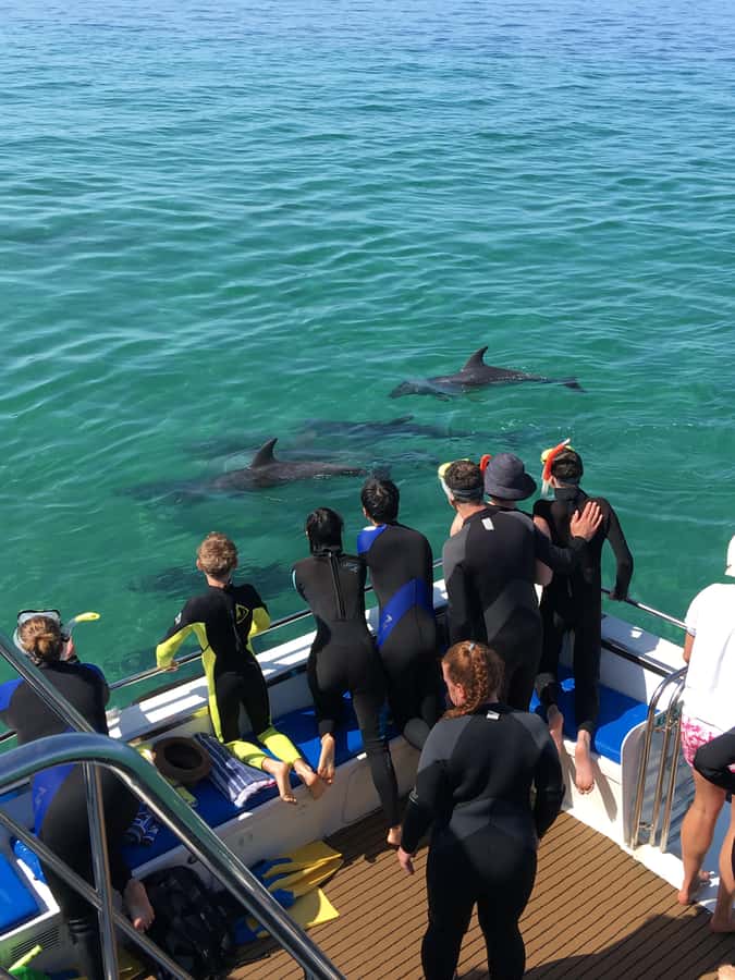 Sorrento,Mornington Peninsula: Wildlife & Sightseeing Cruise - The Sorrento to Portsea shoreline