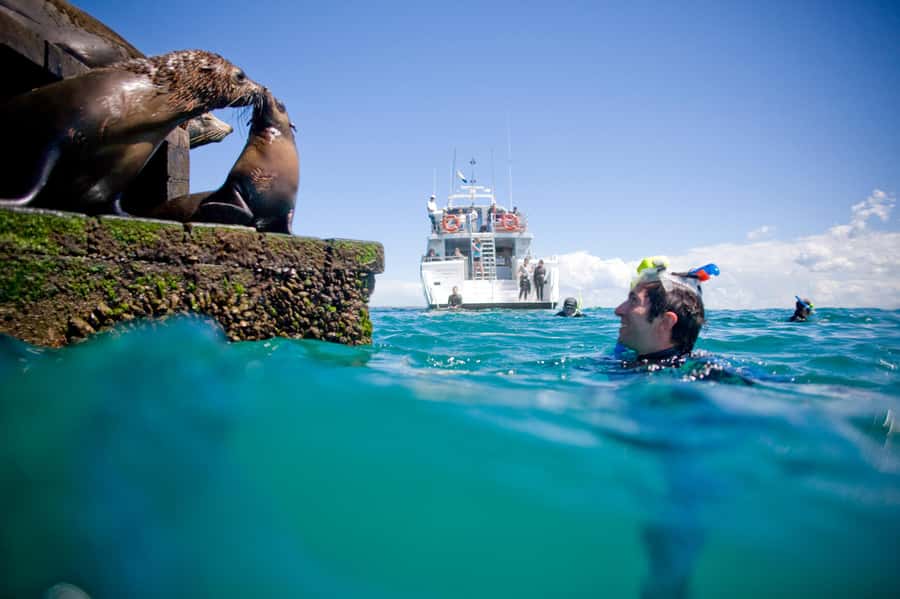 Sorrento: Seal and Sea Dragons 2-Hour Snorkel Experience - Lunch and hot drinks make the package better value
