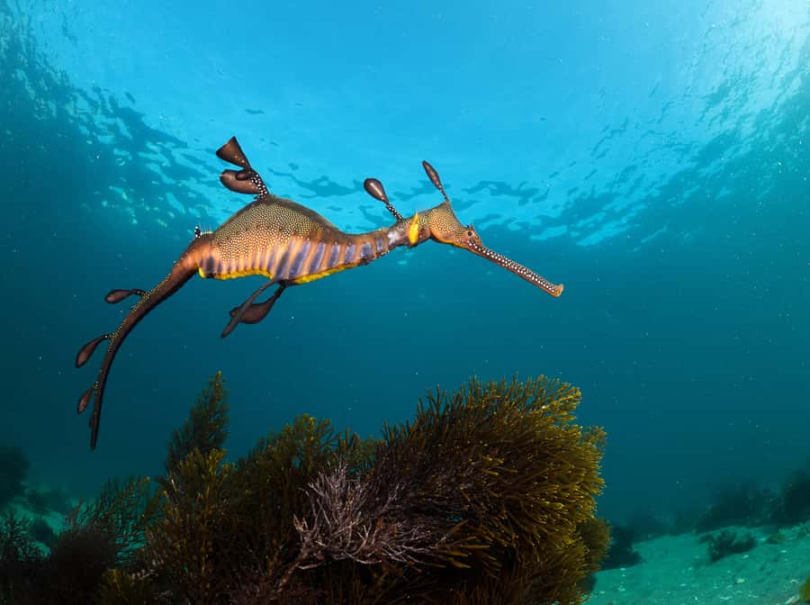 Sorrento: Seal and Sea Dragons 2-Hour Snorkel Experience - Timing, arrival, and what to pack