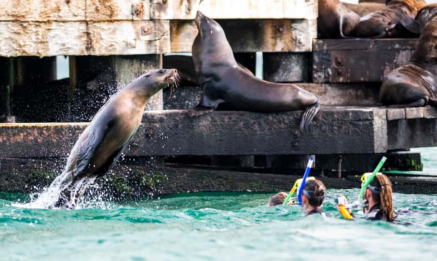 Sorrento: Seal and Sea Dragons 2-Hour Snorkel Experience - What the strong rating tells you