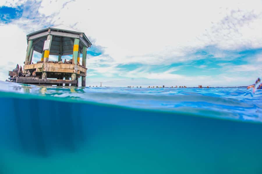 Sorrento: Seal and Sea Dragons 2-Hour Snorkel Experience - Booking flexibility and practical limits