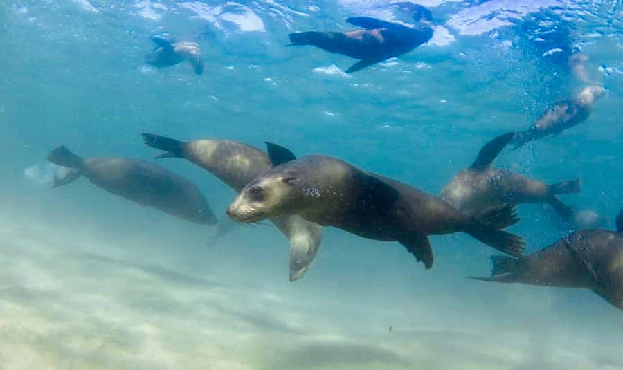 Sorrento: Seal and Sea Dragons 2-Hour Snorkel Experience - What the fur seal swim is like