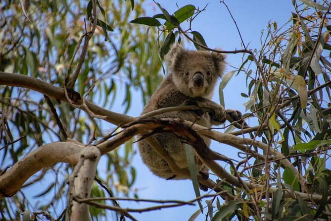 Ultimate Great Ocean Road Morning Escape Full Day Tour - Lorne, Wye River, and the road itself