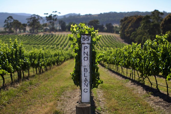 Ultimate Yarra Valley Chandon, Soumah & De Bortoli Cheese & Wine - Key points to know before booking