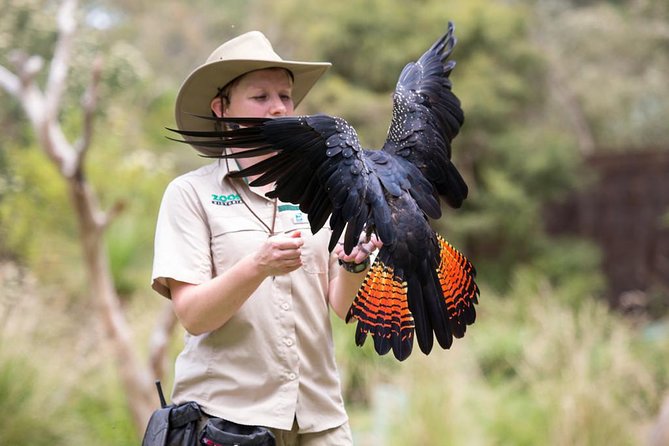 VIP Sanctuary Tour at Healesville Sanctuary - excl. entry - Spirits of the Sky and reserved seating