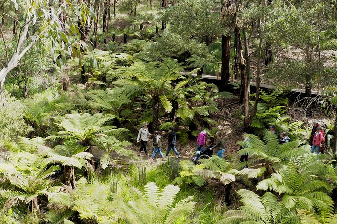Walk with Wildlife: Guided Tour in Great Ocean Road - What this walk adds to a Great Ocean Road day