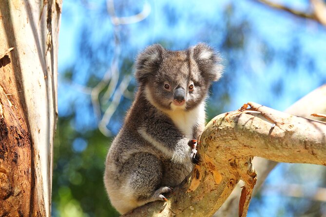Walk with Wildlife: Guided Tour in Great Ocean Road - What to do before or after the walk
