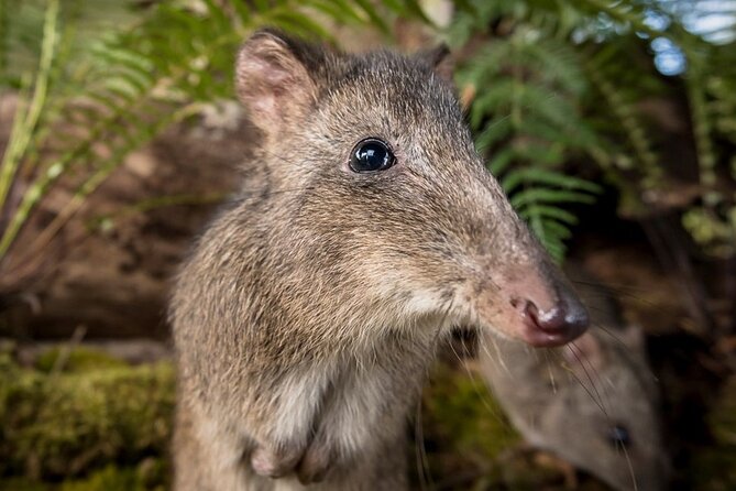 Walk with Wildlife: Guided Tour in Great Ocean Road - Who will enjoy Wildlife Wonders most?